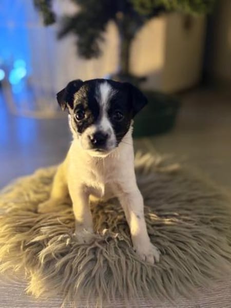 Lulu - kleine Maus sucht die große Liebe