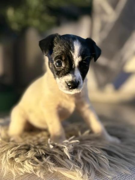 Lulu - kleine Maus sucht die große Liebe