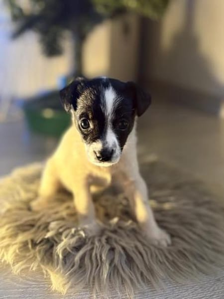 Lulu - kleine Maus sucht die große Liebe