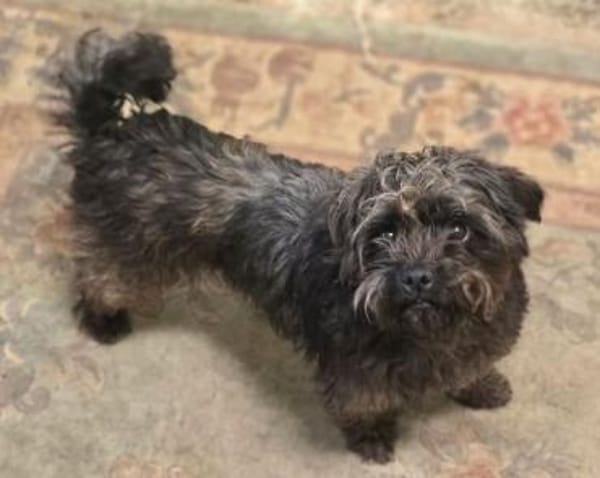 Wer gibt GINA ein Zuhause