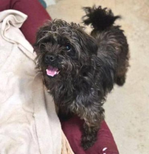 Wer gibt GINA ein Zuhause