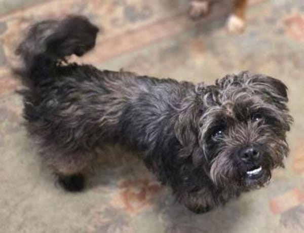 Wer gibt GINA ein Zuhause