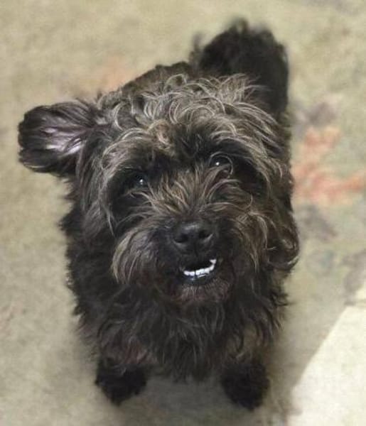 Wer gibt GINA ein Zuhause