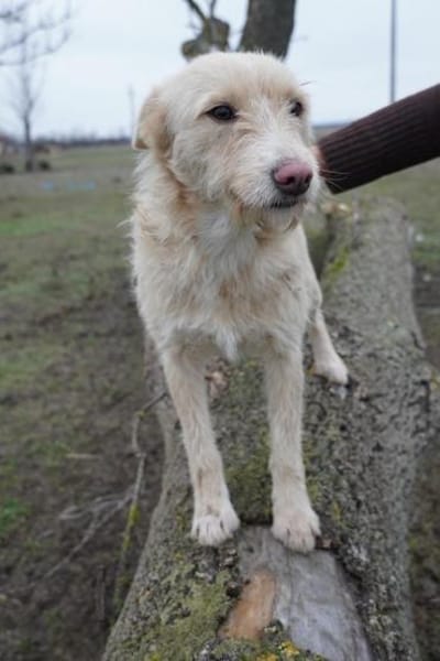 Meliena - unsere agile Terriermix-Hündin