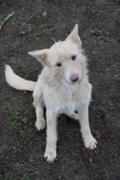 Meliena - unsere agile Terriermix-Hündin