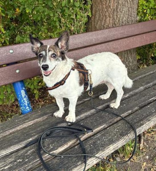 SAMIRA- VERSCHMUSTE EINZELPRINZESSIN