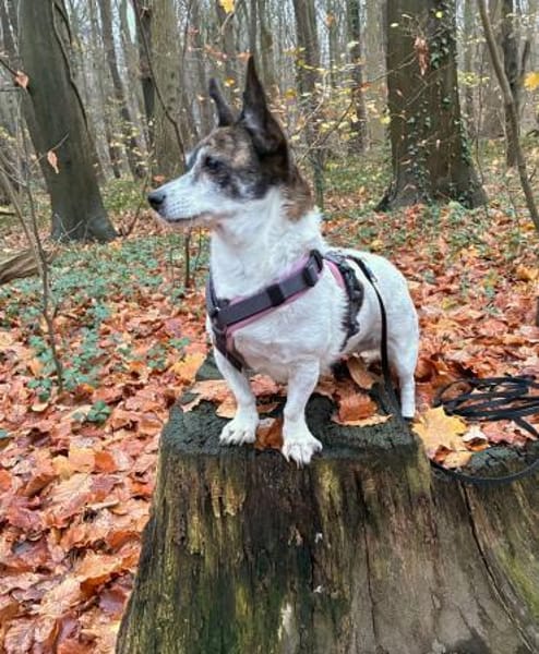 SAMIRA- VERSCHMUSTE EINZELPRINZESSIN