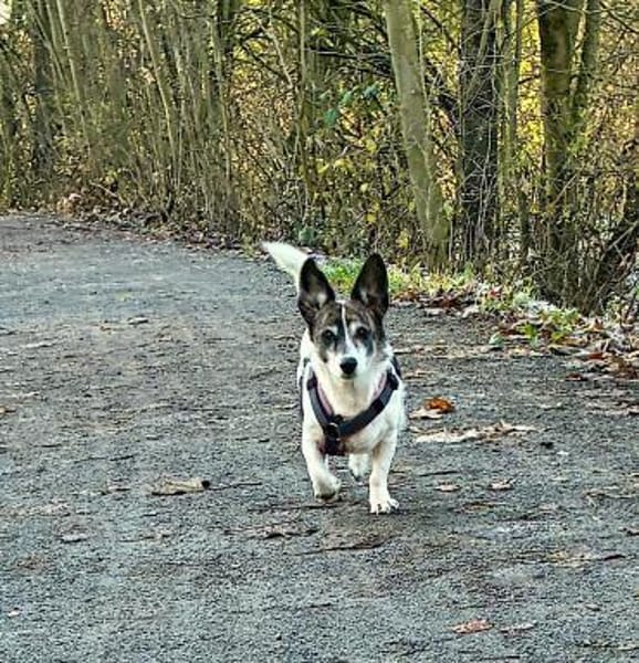 SAMIRA- VERSCHMUSTE EINZELPRINZESSIN