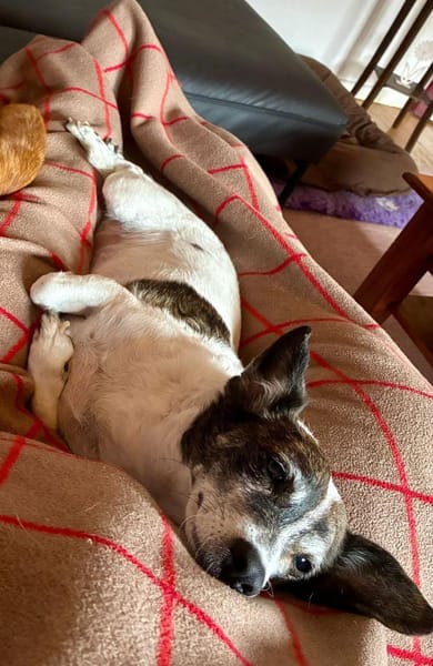 SAMIRA- VERSCHMUSTE EINZELPRINZESSIN