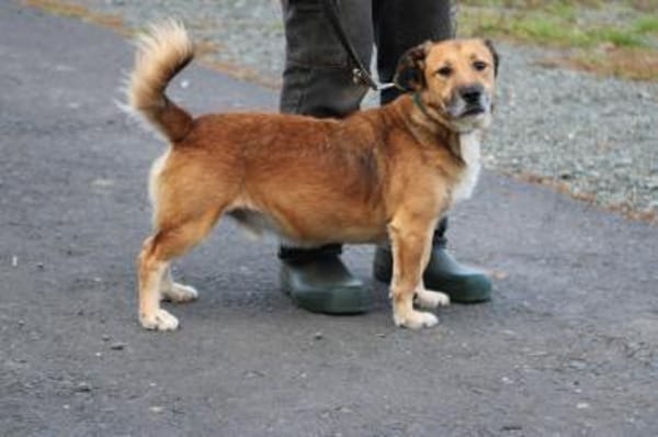 Sanjay - sehr verspielt u. kinderlieb