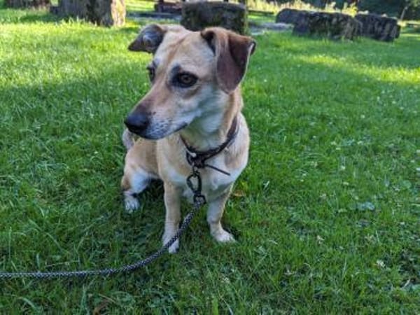 Millie - fröhliches Hundemädchen