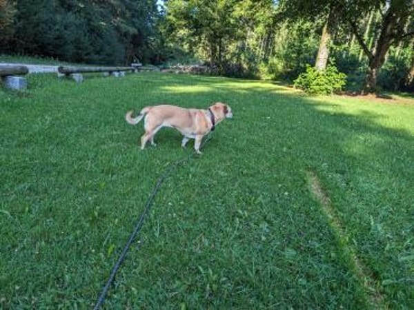 Millie - fröhliches Hundemädchen