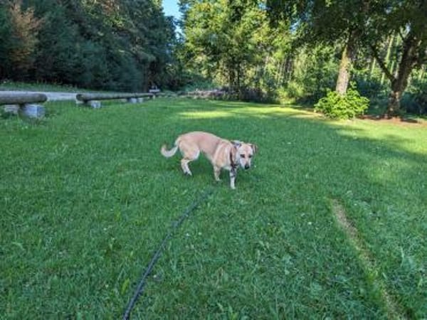 Millie - fröhliches Hundemädchen