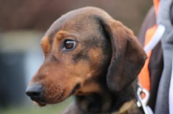 Dia - kinderlieb u. sehr zutraulich