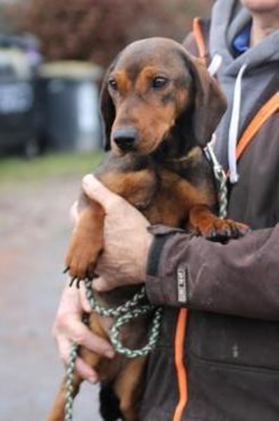 Dia - kinderlieb u. sehr zutraulich