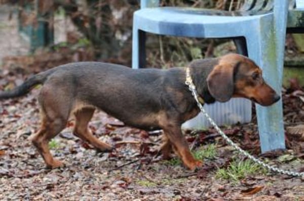 Dia - kinderlieb u. sehr zutraulich