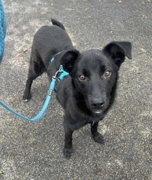 lustige Hündin Pinga auf Pflegestelle