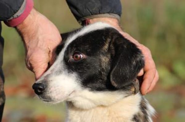 Pintia - zutraulich u. kinderlieb