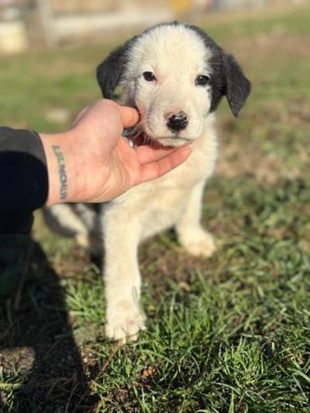Lilly - süße Welpin mit großem Charakter