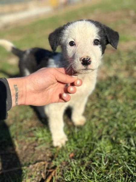 Lilly - süße Welpin mit großem Charakter