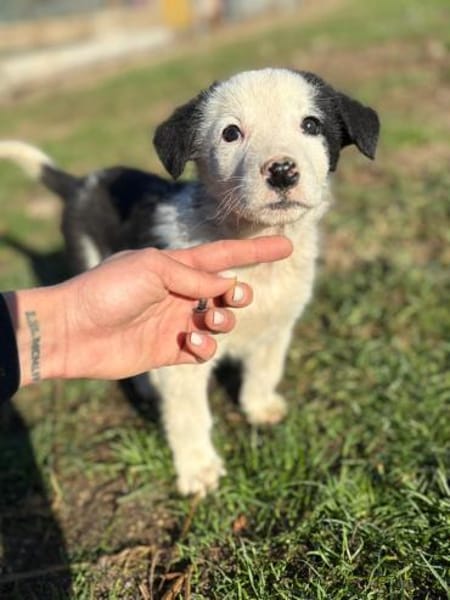 Lilly - süße Welpin mit großem Charakter