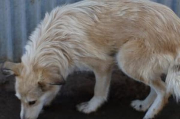 Aryan - aufgeweckt u. verträglich