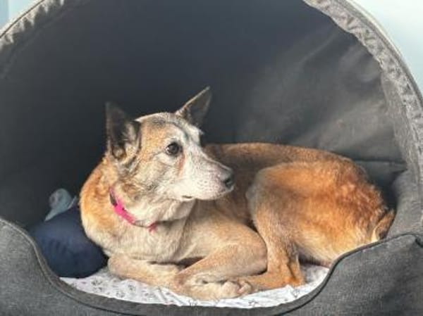 Bunic - ein sanfter Senior