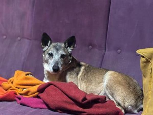 Bunic - ein sanfter Senior