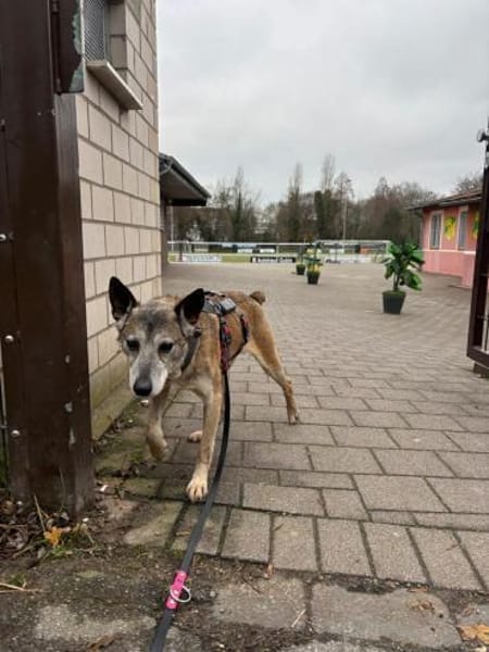 Bunic - ein sanfter Senior