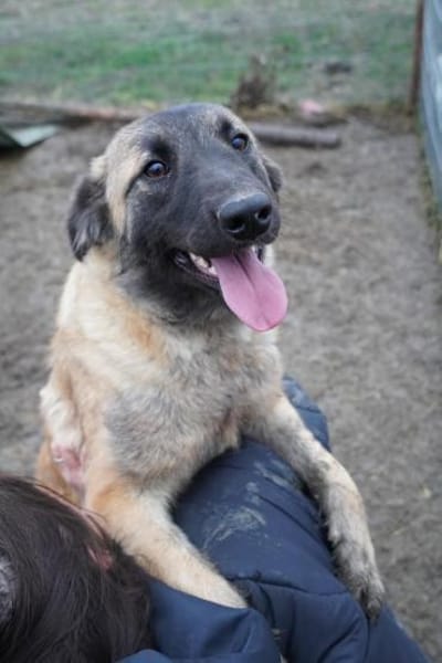 Mattie  klug und voller Lebensfreude