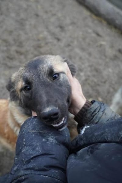 Mattie  klug und voller Lebensfreude