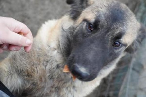 Mattie  klug und voller Lebensfreude