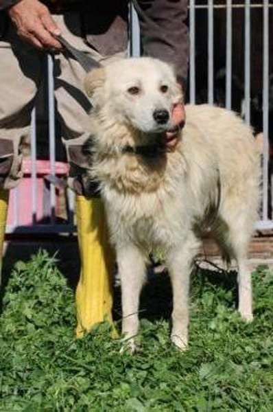 Lomo - liebenswert u. zutraulich