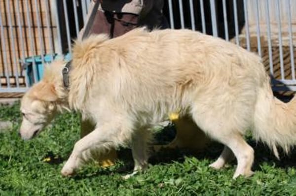 Lomo - liebenswert u. zutraulich