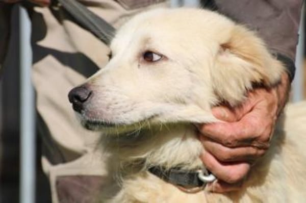 Lomo - liebenswert u. zutraulich