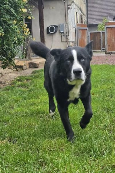 Max - großer Knuddelbär