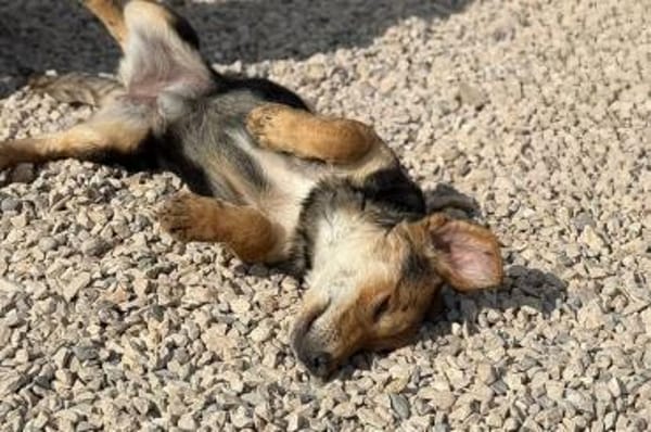 Senta zarte Entdeckerin möchte ankommen