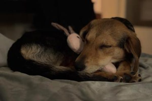 Senta zarte Entdeckerin möchte ankommen