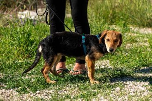 Senta zarte Entdeckerin möchte ankommen