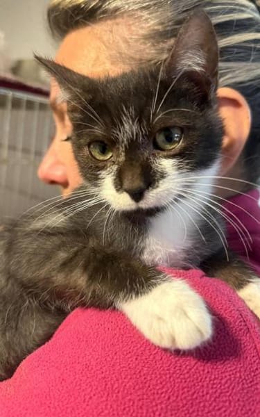 Erik neugieriger Bursche sucht Familie