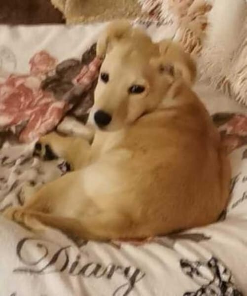 GWENDOLYN * entzückend aber Oho!