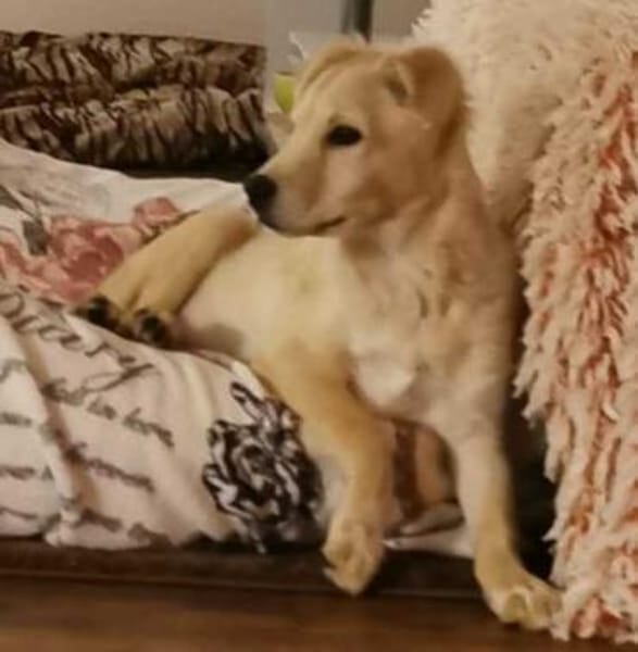 GWENDOLYN * entzückend aber Oho!