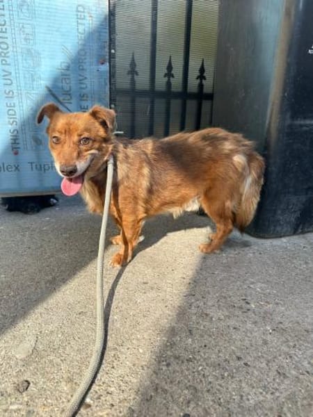 Bailey - ein Gentleman auf 4 Pfoten