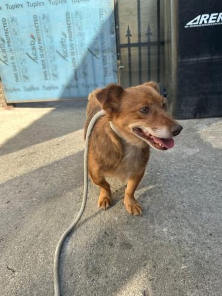 Bailey - ein Gentleman auf 4 Pfoten