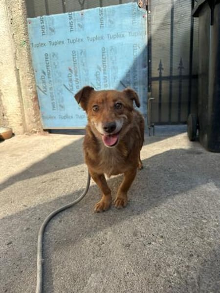 Bailey - ein Gentleman auf 4 Pfoten