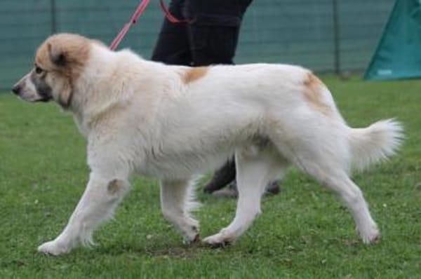 Luben - großer Spassvogel sucht Garten
