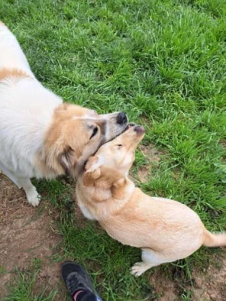 Luben - großer Spassvogel sucht Garten