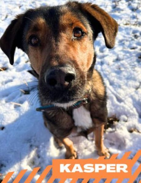 Kasper - Führungskraft gesucht