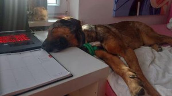 Kasper - Führungskraft gesucht