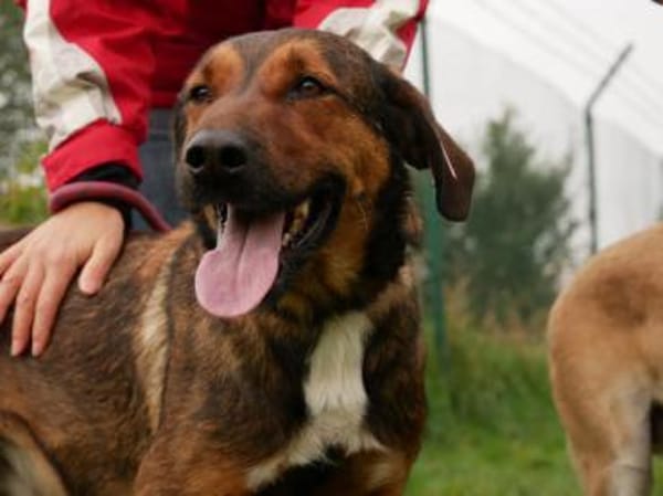 Kasper - Führungskraft gesucht